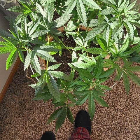 Hampton  growlog timeline photo