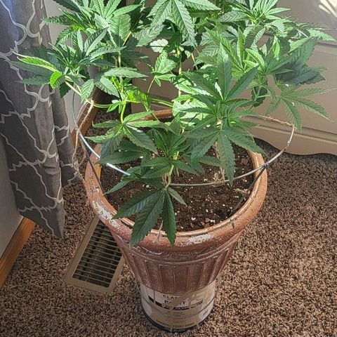 Hampton  growlog timeline photo