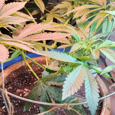 Hampton  growlog timeline photo