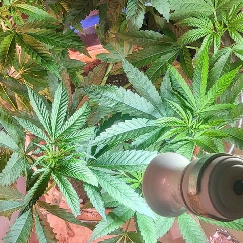 Hampton  growlog timeline photo