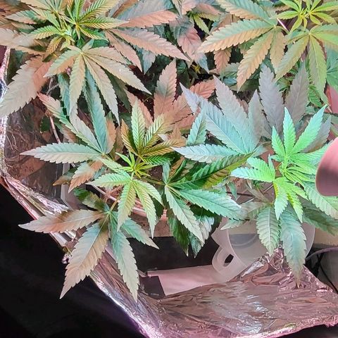 Hampton  growlog timeline photo