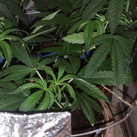 Hampton  growlog timeline photo