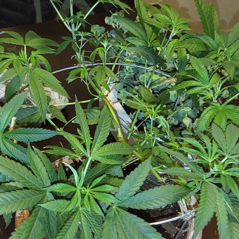 Hampton  growlog timeline photo