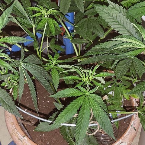 Hampton  growlog timeline photo