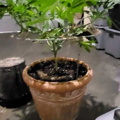 Hampton  growlog timeline photo