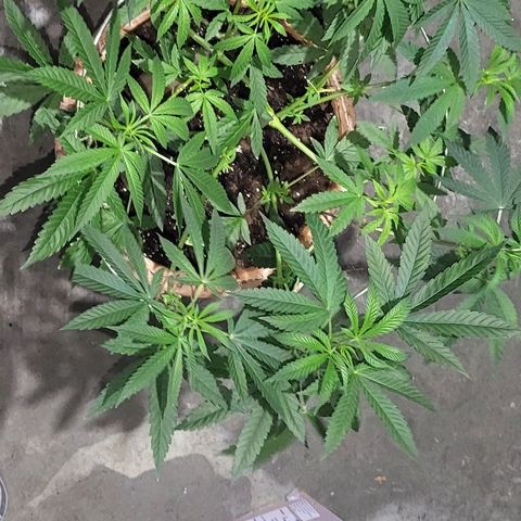 Hampton  growlog timeline photo