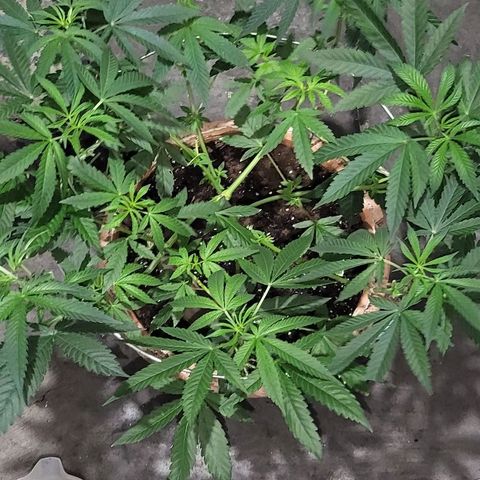 Hampton  growlog timeline photo