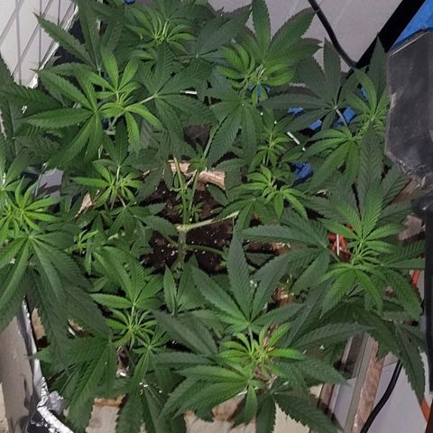 Hampton  growlog timeline photo