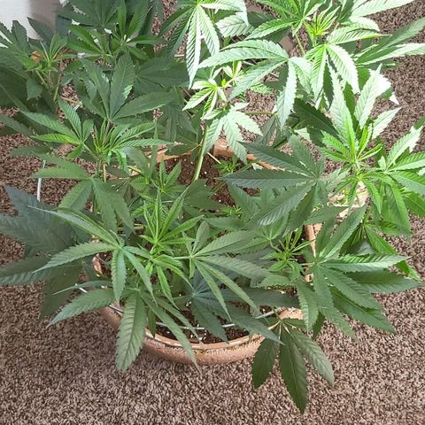 Hampton  growlog timeline photo