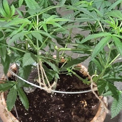 Hampton  growlog timeline photo
