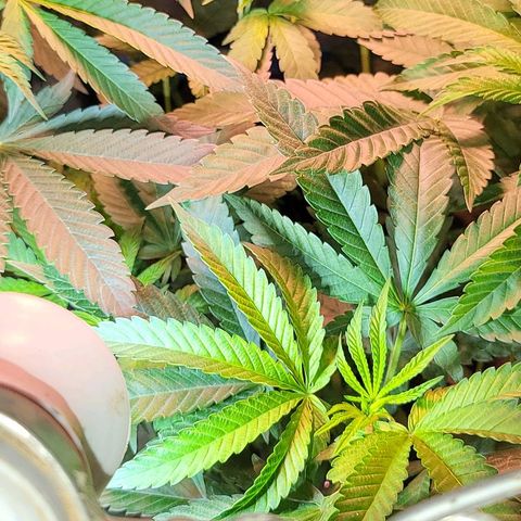 Hampton  growlog timeline photo