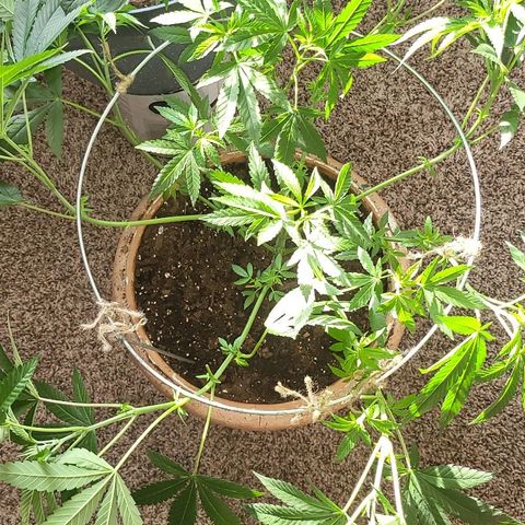 Hampton  growlog timeline photo