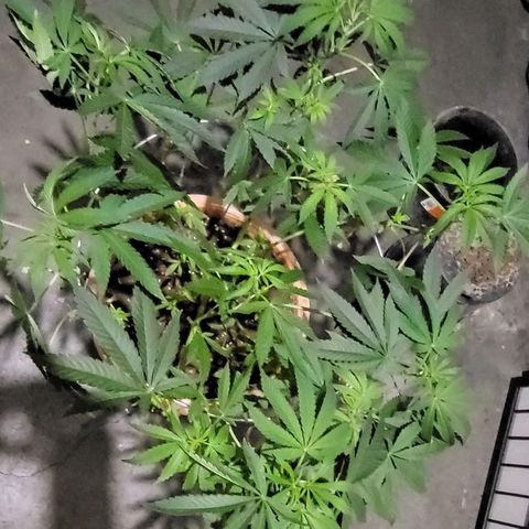 Hampton  growlog timeline photo