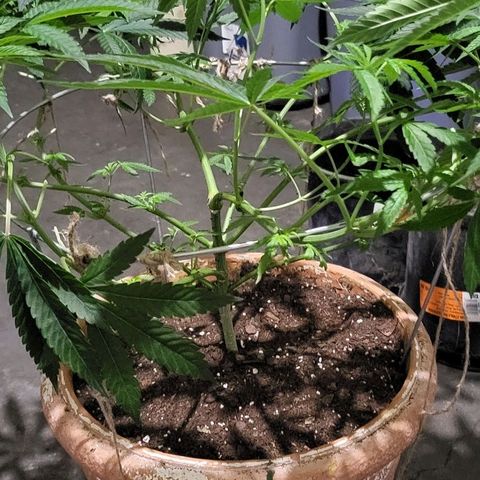 Hampton  growlog timeline photo