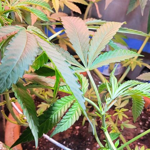 Hampton  growlog timeline photo