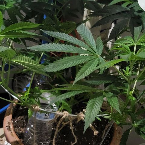 Hampton  growlog timeline photo