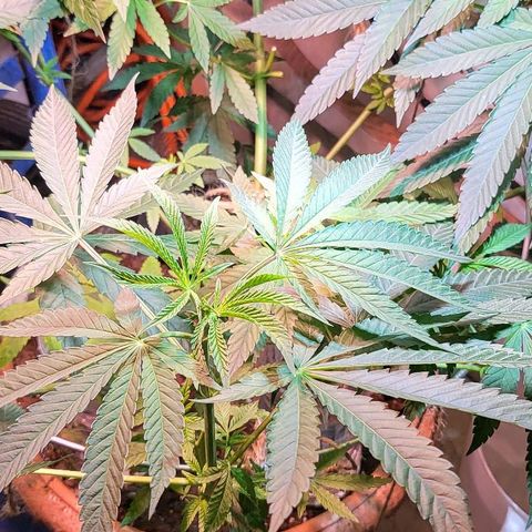 Hampton  growlog timeline photo