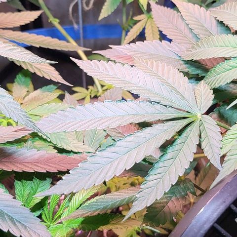 Hampton  growlog timeline photo