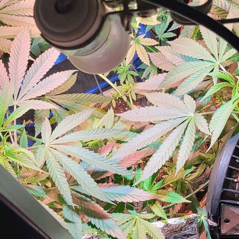 Hampton  growlog timeline photo
