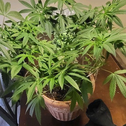Hampton  growlog timeline photo