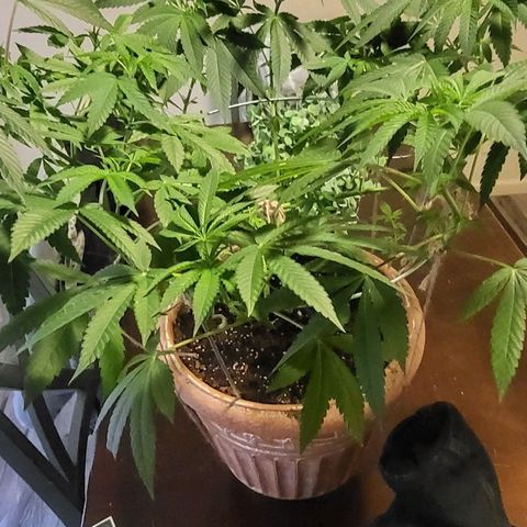Hampton  growlog timeline photo
