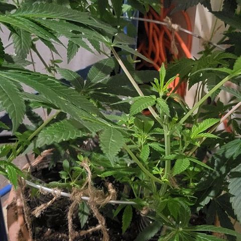 Hampton  growlog timeline photo