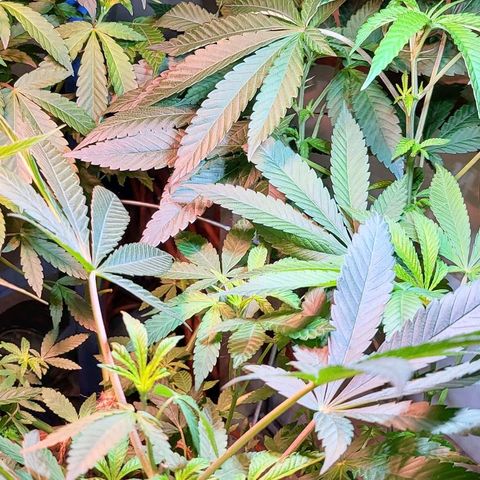 Hampton  growlog timeline photo