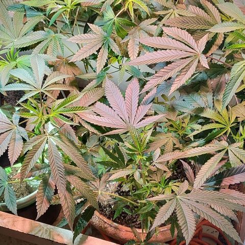 Hampton  growlog timeline photo