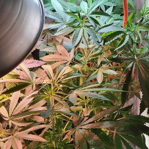 Hampton  growlog timeline photo