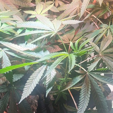 Hampton  growlog timeline photo