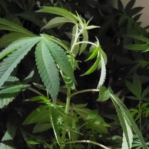 Hampton  growlog timeline photo