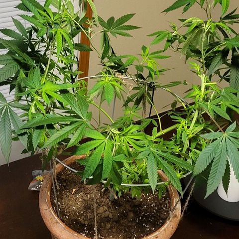Hampton  growlog timeline photo