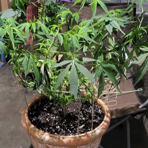 Hampton  growlog timeline photo