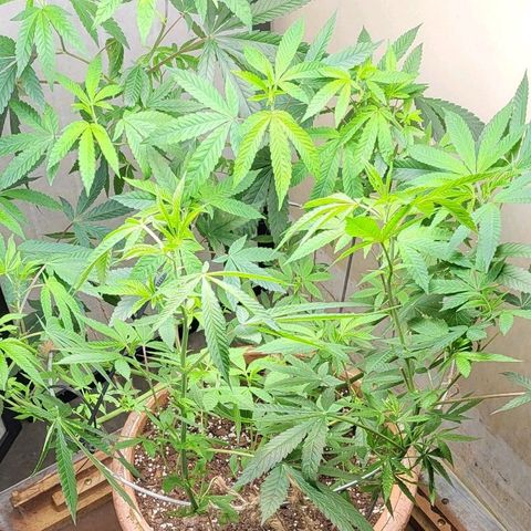 Hampton  growlog timeline photo