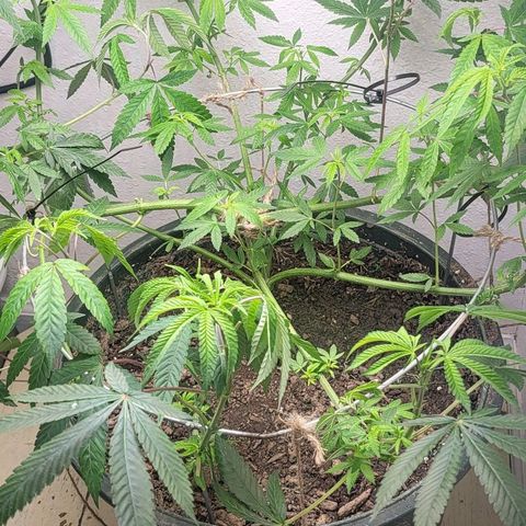 Hampton  growlog timeline photo