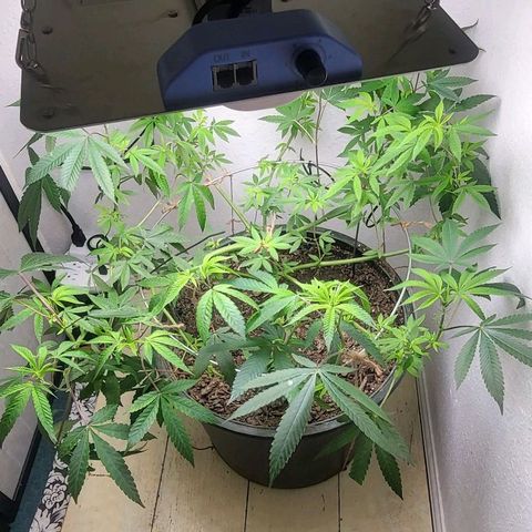 Hampton  growlog timeline photo