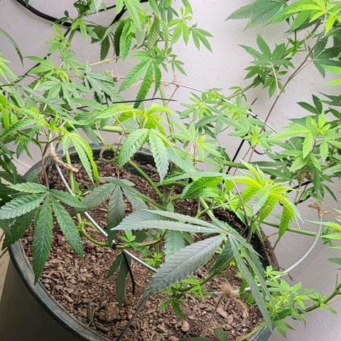 Hampton  growlog timeline photo