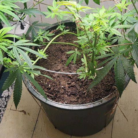 Hampton  growlog timeline photo