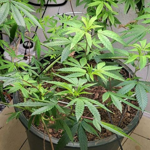 Hampton  growlog timeline photo