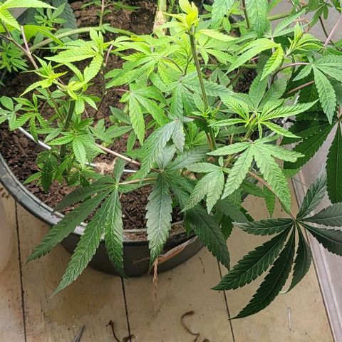 Hampton  growlog timeline photo