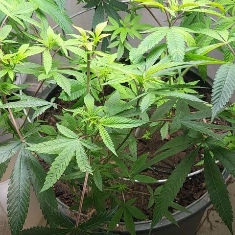 Hampton  growlog timeline photo