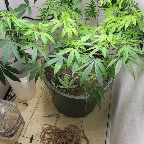 Hampton  growlog timeline photo