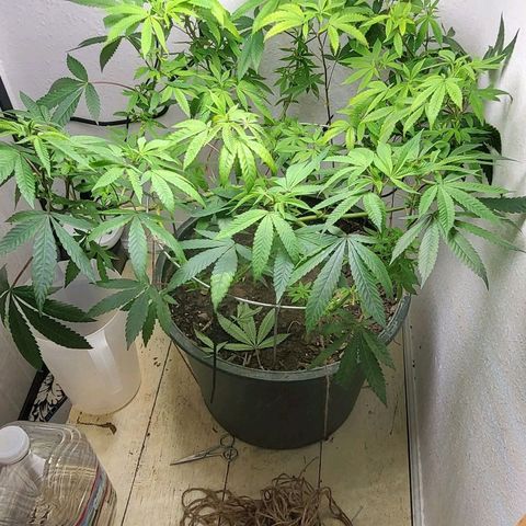 Hampton  growlog timeline photo