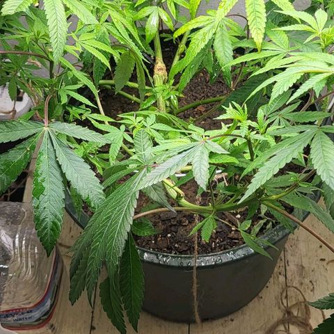 Hampton  growlog timeline photo