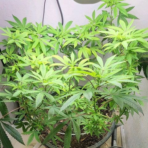 Hampton  growlog timeline photo