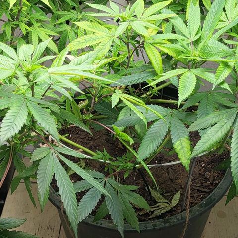 Hampton  growlog timeline photo