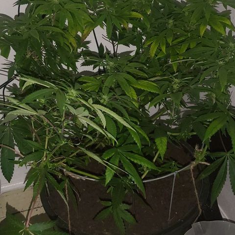 Hampton  growlog timeline photo