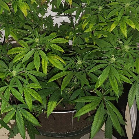Hampton  growlog timeline photo