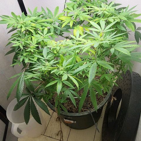 Hampton  growlog timeline photo