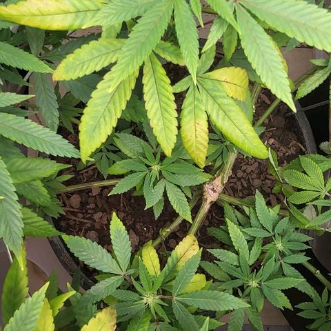 Hampton  growlog timeline photo